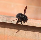 180429-46_!holzbiene (xylocopa spec.).jpg